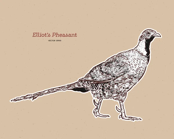De fazant van Elliot (Syrmaticus ellioti) is een grote Fazant — Stockvector