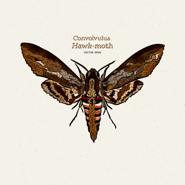 Agrius convolvuli, den Convolvulus Hawk-Moth är en stor hök-mot — Stock vektor