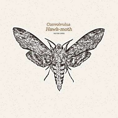 Agrius convolvuli, kvolvulus şahin güvesi büyük bir şahin-mot