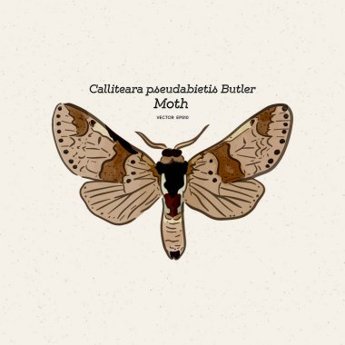 Calliteara pseudabietis Butler erebidae ailesinin bir güveolduğunu.