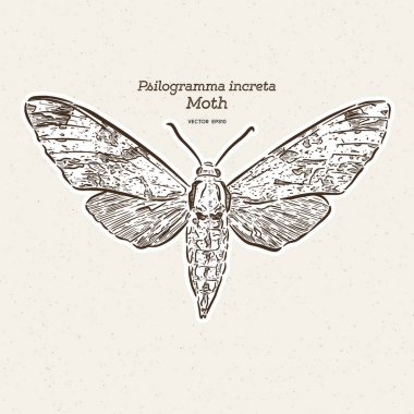 Psilogramma increta, düz gri hawkmoth, el çizmek kroki v