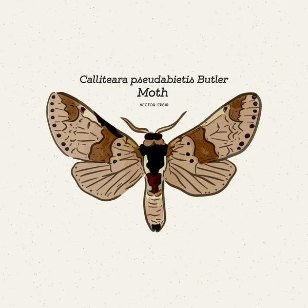 Calliteara pseudabietis Butler es una polilla de la familia Erebidae. . — Archivo Imágenes Vectoriales