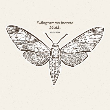 Psilogramma increta, düz gri hawkmoth, el çizmek kroki v