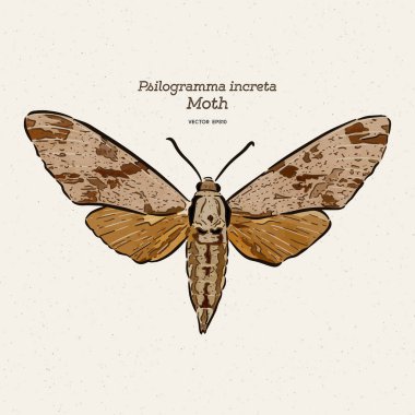 Psilogramma increta, düz gri hawkmoth, el çizmek kroki v