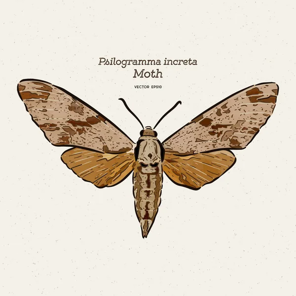 Psilogramma increta, el halcón gris llano, dibujo a mano v — Archivo Imágenes Vectoriales