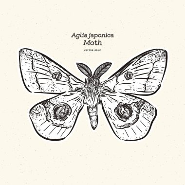 Aglia japonica Güvesi, el çizim kroki vektörü.