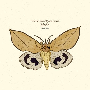 Eudocima tyrannus, Erebidae familyasından bir güvedir. el çizmek sk