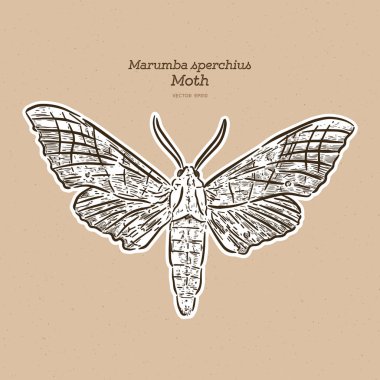 Marumba sperchius, el çizim kroki vektörü.