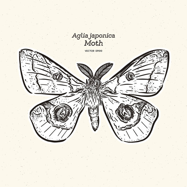 Aglia japonica Moth, вектор рисования вручную
.