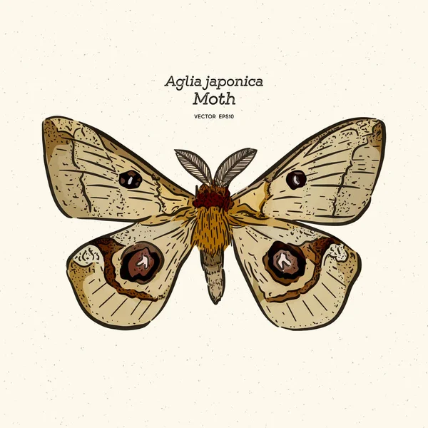 Aglia japonica Moth, hand Rita skiss vektor. — Stock vektor