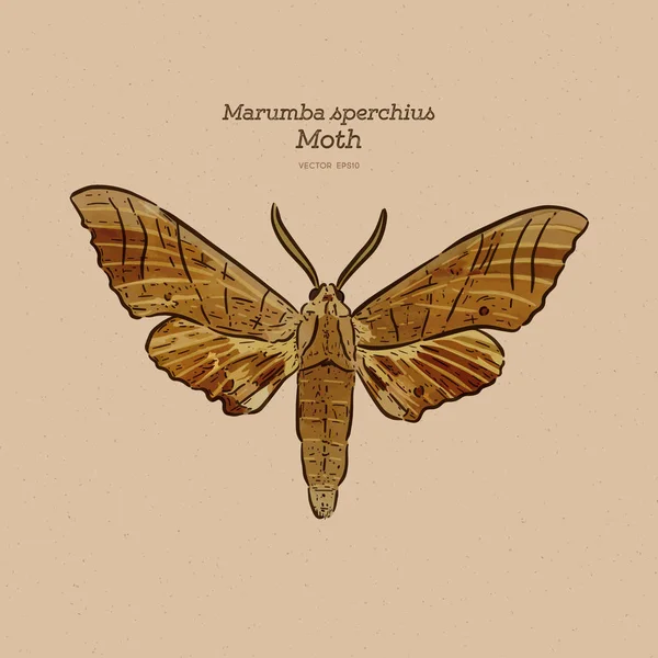 Marumba sperchius, dibujo a mano bosquejo vector . — Archivo Imágenes Vectoriales