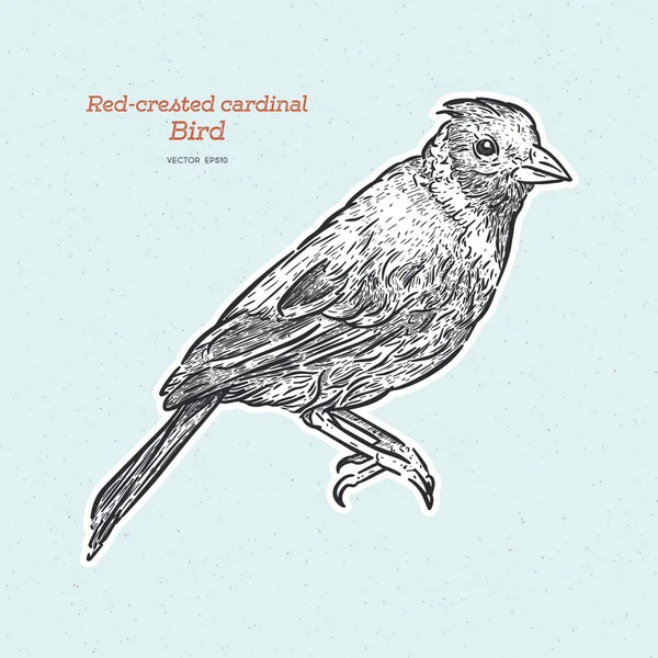 Röd-Crested kardinal, Paroaria coronata, Single Bird. hand Draw — Stock vektor
