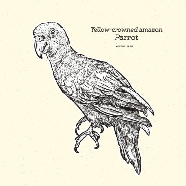 Yelloe amazon papağanı taçgiydirdi. El çizim çizim vektörü.