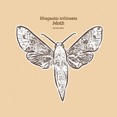 Rhagastis trilineata, Sphingidae familyasından bir güvedir. el d