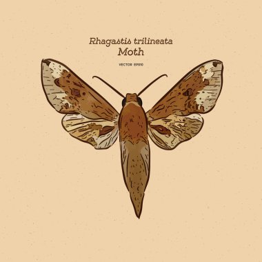 Rhagastis trilineata, Sphingidae familyasından bir güvedir. el d