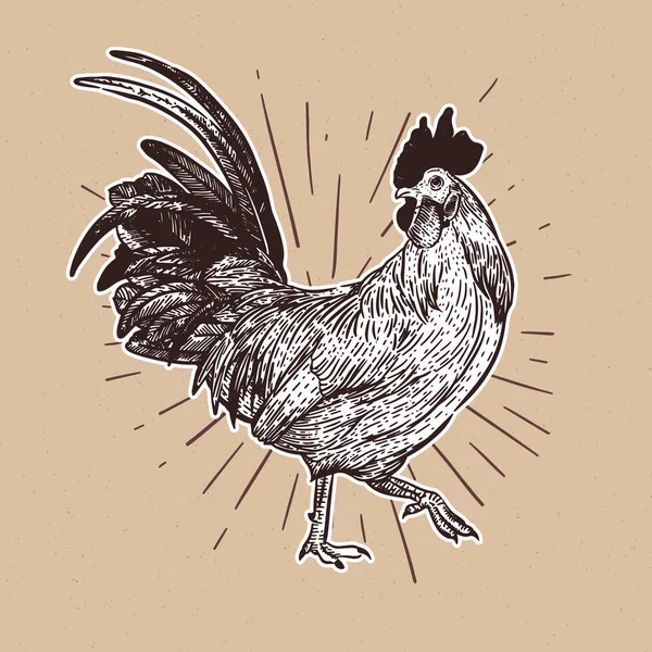 Rooster, gambar tangan vektor sketsa . - Stok Vektor