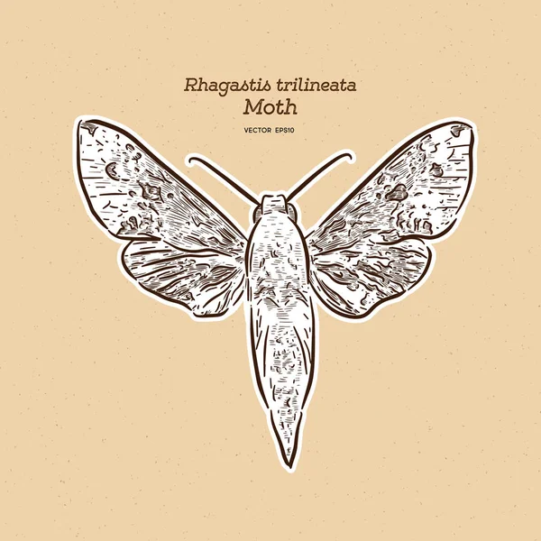 Rhagastis trilineata, Sphingidae familyasından bir güvedir. el d