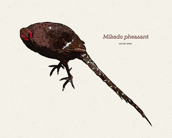 Mikado Pheasant (Syrmaticus Mikado), den inofficiella nationella BIR- — Stock vektor