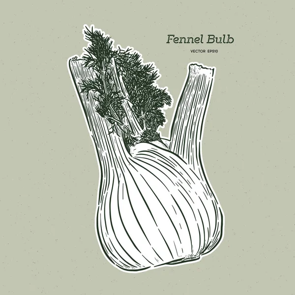 Ilustrasi vektor fennel gambar tangan - Vektor - Stok Vektor