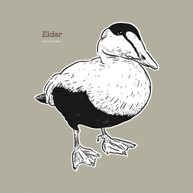 Eider Duck büyük bir deniz ördeği, klasik çizgi çizim vektörü..