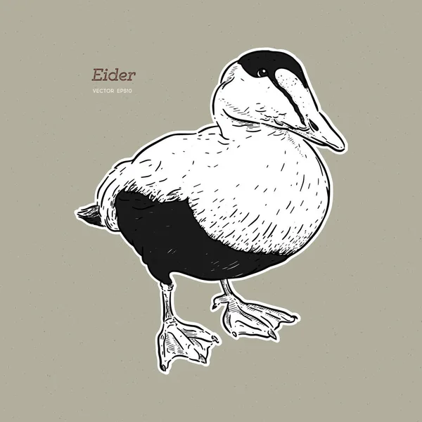 Eider Duck es un gran pato marino, vector de dibujo de línea vintage . — Vector de stock