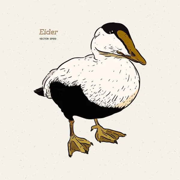Eider Duck es un gran pato marino, vector de dibujo de línea vintage . — Vector de stock