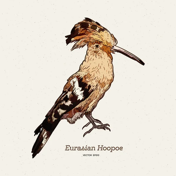 Hoopoe skiss, vektor illustration. Handritad hoopoe fågel. Engr — Stock vektor