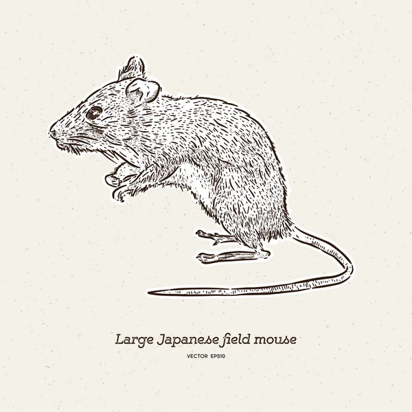 El gran ratón de campo japonés (Apodemus speciosus), dibuja a mano s — Vector de stock