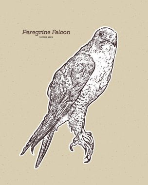 Vektör antika oymacılığı Gökdoğan Falco 'nun çizimi