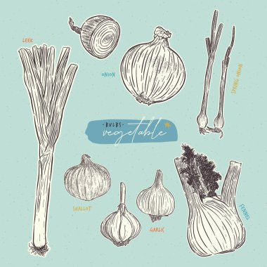 Ampul sebze koleksiyonu. El çizimi çizim vektörü.