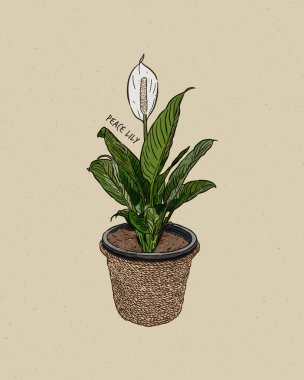 Barış zambağı (İngilizce: Peace Lily, Spatthiphyllum), Amerika kıtası ve güneydoğu Asya 'nın tropikal bölgelerine özgü Araceae familyasından 47 farklı türde çiçek açan bir bitki cinsidir. Spatthiphyllum 'un bazı türleri genellikle spath veya bezelye olarak bilinir.