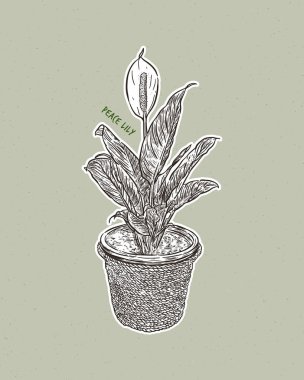 Barış zambağı (İngilizce: Peace Lily, Spatthiphyllum), Amerika kıtası ve güneydoğu Asya 'nın tropikal bölgelerine özgü Araceae familyasından 47 farklı türde çiçek açan bir bitki cinsidir. Spatthiphyllum 'un bazı türleri genellikle spath veya bezelye olarak bilinir.