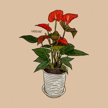 Anthurium, Araceae familyasının en büyük cinsi olan Araceae familyasından yaklaşık 1000 bitki türü. Yaygın isimler arasında anthurium, kuyruk çiçeği, flamingo çiçeği ve laceleaf sayılabilir. El çizimi çizim vektörü