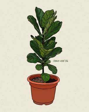 Ficus lyrata, İncirgiller (Moraceae) familyasından bir bitki türü. El çizimi çizim vektörü.