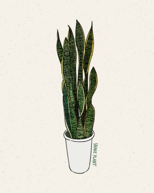 Dracaena trifasciata, Asparagaceae familyasından bir bitki türü..