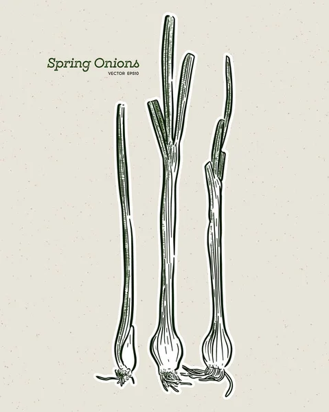 Cebolla Primavera Dibujo Mano Vector Boceto — Vector de stock