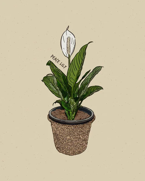 Die Friedenslilie Spathiphyllum Ist Eine Gattung Von Etwa Arten Von — Stockvektor