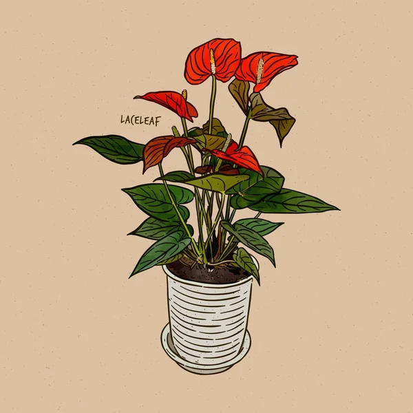 Anthurium Rod Asi 1000 Druhů Kvetoucích Rostlin Největší Rod Rodu — Stockový vektor