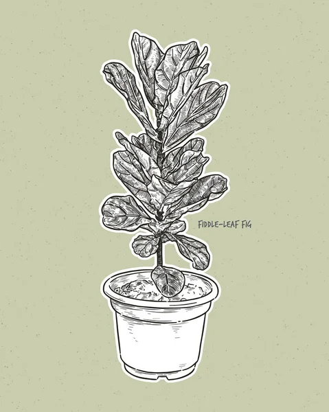 フィドルリーフイチジクとして一般的に知られているフィクスリラータは 桑やイチジク科の開花植物の種です 手描きスケッチベクトル — ストックベクタ