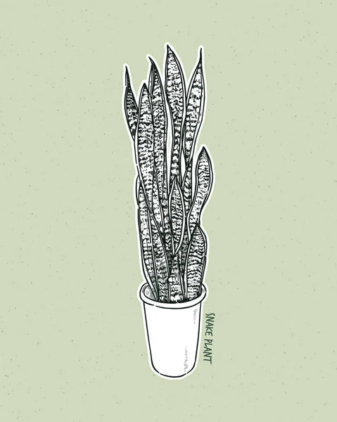 Dracaena Trifascataは アブラナ科の開花植物の一種で 手描きのスケッチベクトルです — ストックベクタ