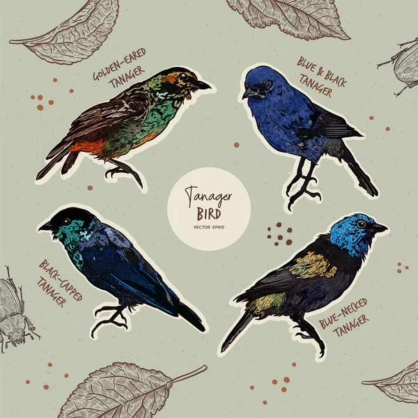 Tanager Vogels Collectie Hand Tekenen Schets Vector Tanager Met Gouden — Stockvector