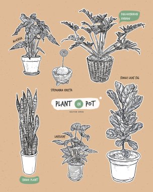 Saksıda bitki, elle çizim vektörü.