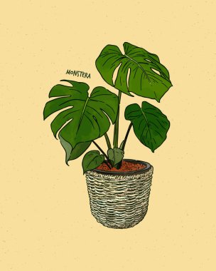 İsviçre Peynir Bitkisi olarak da bilinen Monstera Deliciosa, elle çizim vektörü.