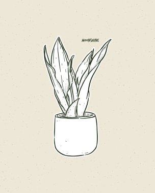 Sansevieria kaçak içkisi, Asparagaceae familyasından sulu bir tür olan Sansevieria trifasciata 'nın bir ürünüdür. El çizimi çizim vektörü.