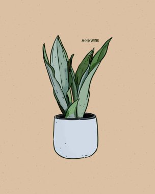 Sansevieria kaçak içkisi, Asparagaceae familyasından sulu bir tür olan Sansevieria trifasciata 'nın bir ürünüdür. El çizimi çizim vektörü.