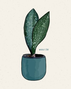 Sansevieria Masoniana - Balina Yüzgeci Yılan Bitkisi. El çizimi çizim vektörü.