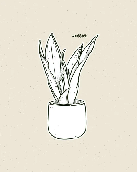 Sansevieria Moonshine Uma Espécie Planta Com Flor Pertencente Família Asparagaceae —  Vetores de Stock