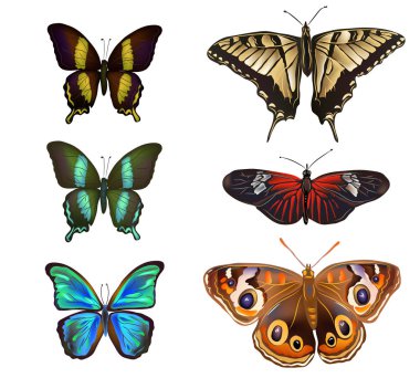 Kelebekler, beyaz arka plan üzerinde izole çeşitli türleri topluluğu vektör çizim