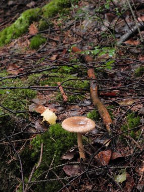 Çiğ yağmurlu orman zemin ıslak yalnız yenebilen mantar Russula grata.