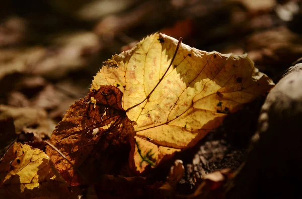 Tenký suchý podzimní břízy listí na zemi, průsvitné, zlaté měkké světlo. — Stock fotografie